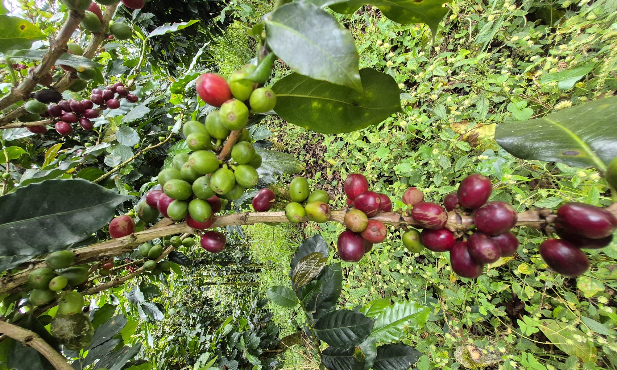 Coffee cherries ripening on the branch, green beside deep red, in Antioquia.