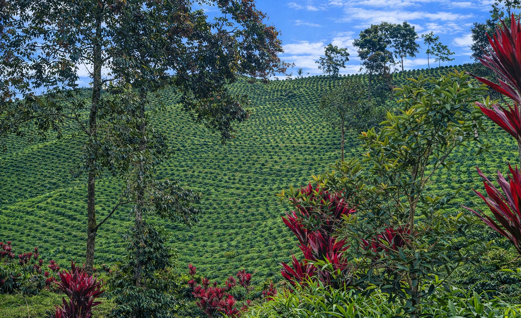 A hillside of young coffee trees in Antioquia, with red ti plants along the slope.